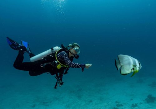 Dive Safaris in the Maldives